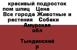 красивый подросток пом шпиц › Цена ­ 30 000 - Все города Животные и растения » Собаки   . Амурская обл.,Тындинский р-н